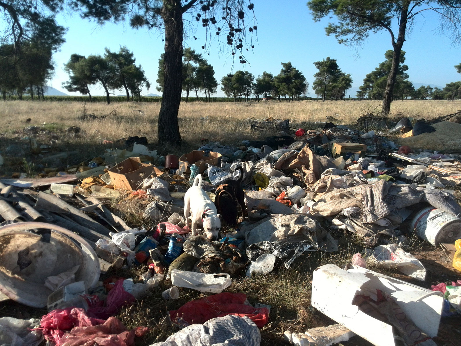 Botanička bašta u dvorištu škole: Praktična nastava i uživanje u prirodi