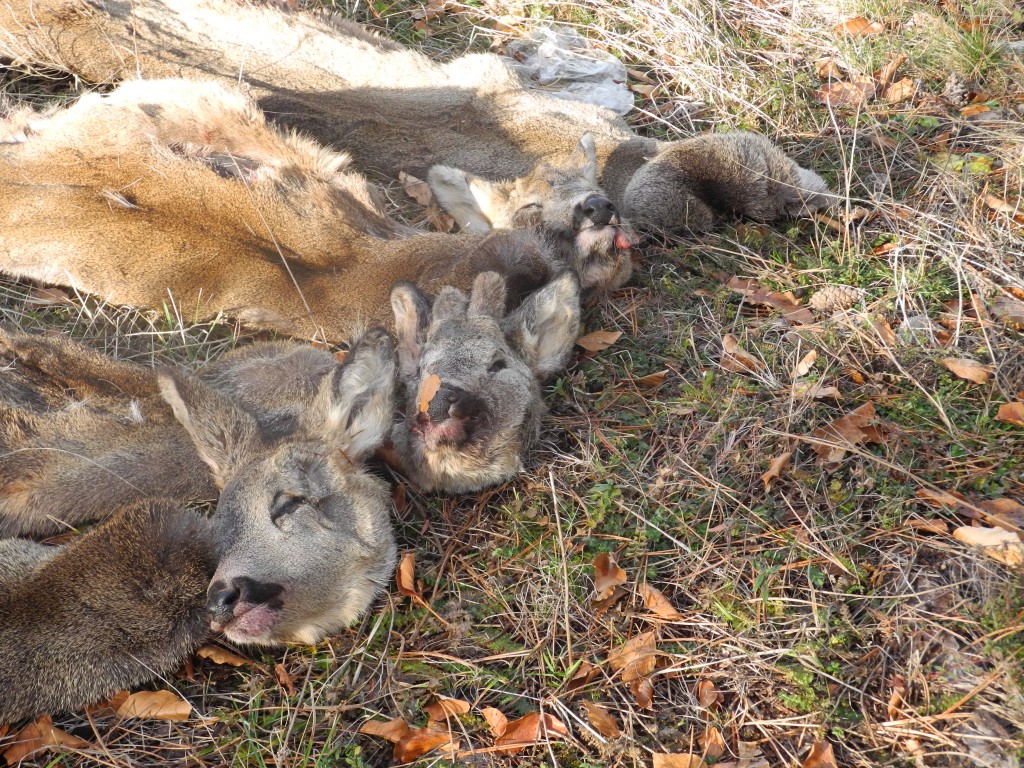 Pocetak prošle godine obilježio monstruozni čin na planinama Golije (Arhiv OZON, Foto: B.Perović)