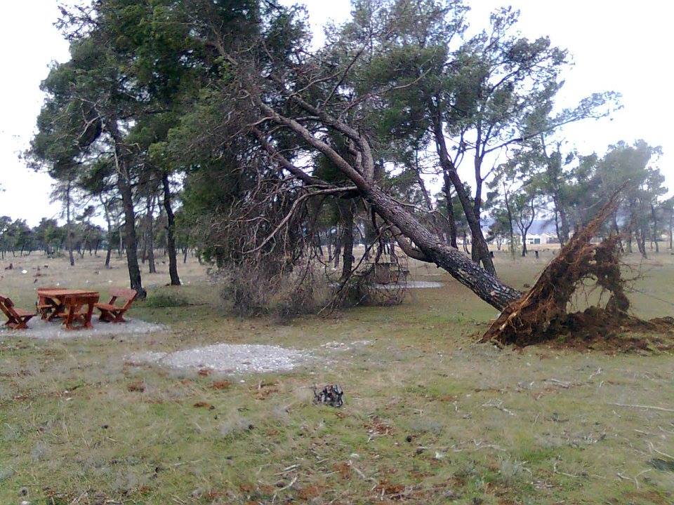 Akcija na Ćemovskom polju u susret Svjetskom danu šuma