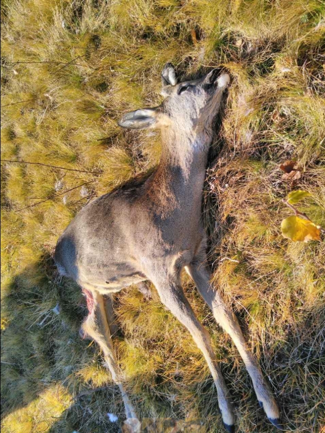 Zatrpavanje kanjona rijeke Drenovštice zbog radova na dalekovodu