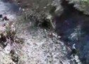 VIideo: Devastacija rijeke Bistrice