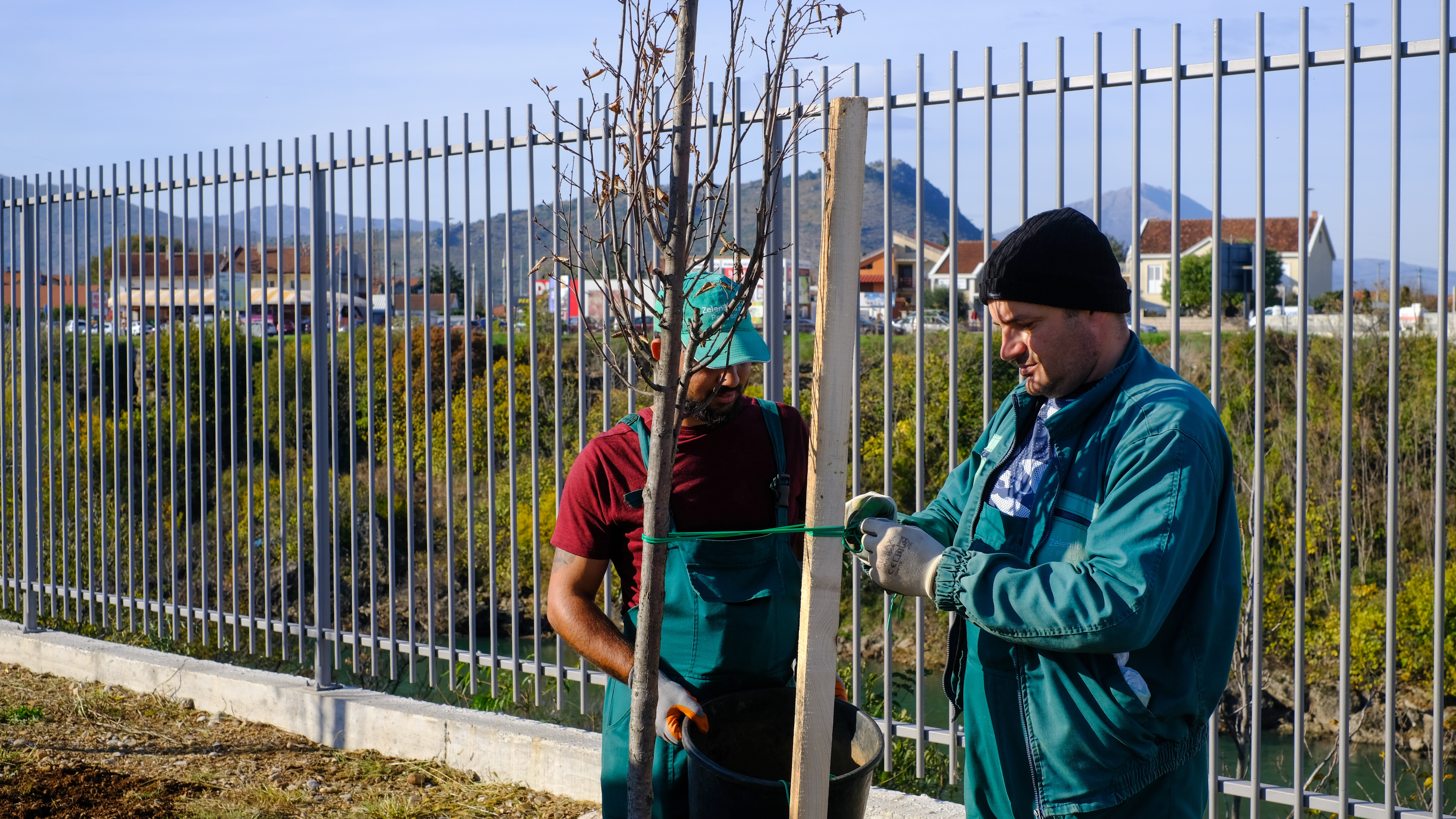 I Crna Gora dio regionalne akcije ,,Drvo prijateljstva”:  NOVI DRVORED U PODGORICI